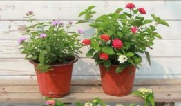 内蒙小羊羔爆料视频最新,揭秘草原牧民真实生活