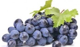 稷山最新瓜爆料,揭秘最新瓜种背后的故事