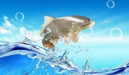 鱼闪闪的最新爆料,揭秘娱乐圈最新热点事件