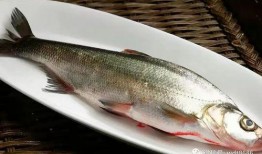 鱼闪闪的最新爆料,揭秘娱乐圈最新热点事件